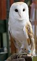 Barn Owl